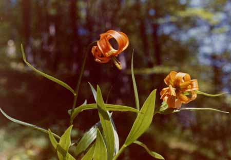 Lilium-carniolicum