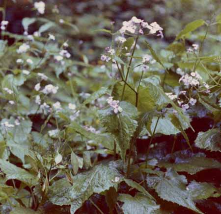 Lunaria-redivia-1