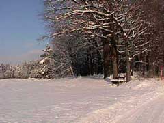 Wanderweg in Littermoos - Gemeinde St. Kanzian am Klopeiner See